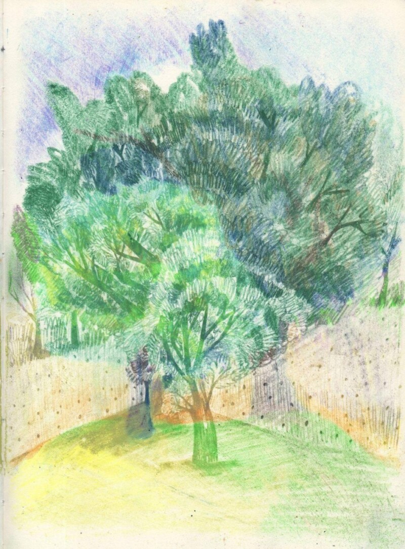 drawing of a tree