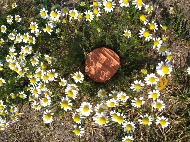 clay disk in ring of daisies